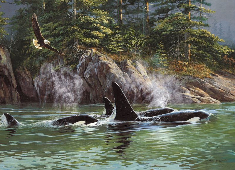 CH Orcas 1000p.