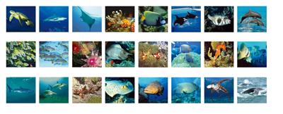 Picmax Viewer - Zeedieren